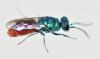 Chrysis terminata